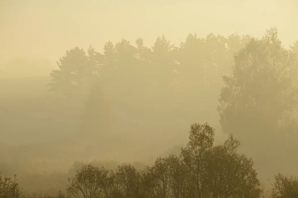 Route forestière dans la brume matinale — Photo