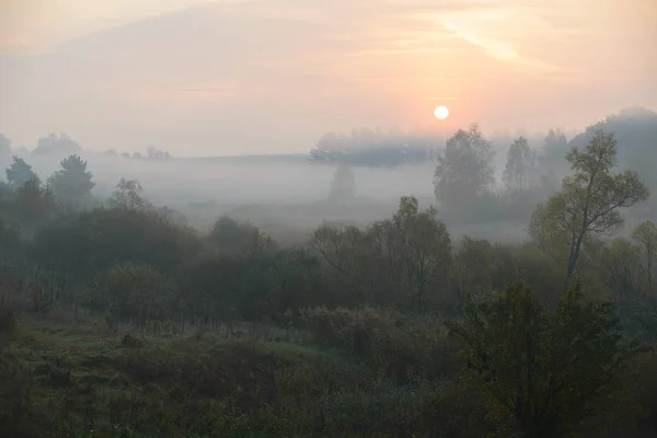Густой утренний туман в летних лесах у пруда — стоковое фото