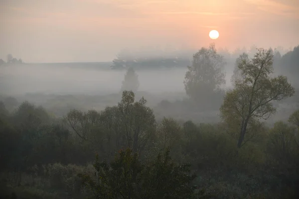 Dichter Morgennebel verhüllt den Wald — Stockfoto