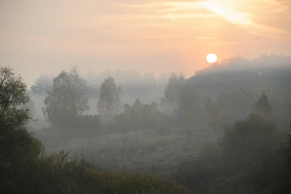 Épais brouillard matinal cache la forêt — Photo