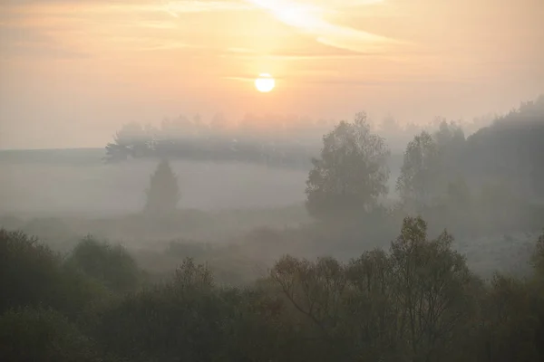 Waldstraße im Morgennebel — Stockfoto