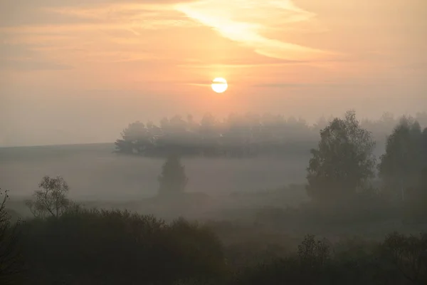 Dichter Morgennebel im Sommerwald am Teich — Stockfoto