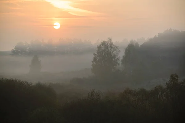 Brouillard matinal dense dans les bois d'été près de l'étang — Photo