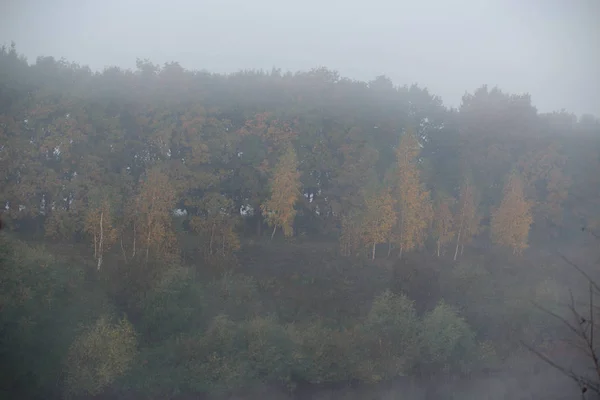 Reggel sűrű köd elrejti az erdő — Stock Fotó