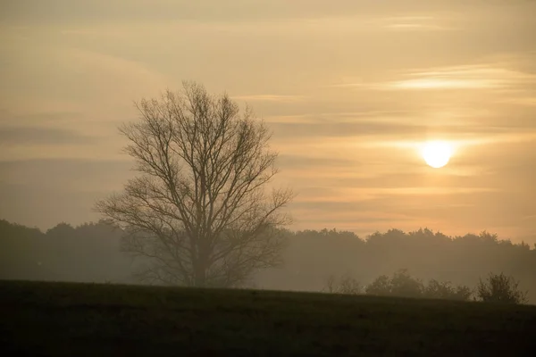 Dichter Morgennebel im Sommerwald am Teich — Stockfoto