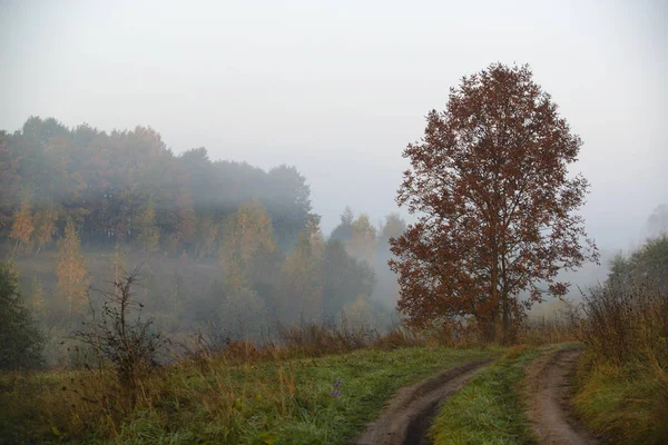 Waldstraße im Morgennebel — Stockfoto