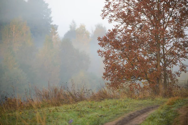 Orman yolu sabah sis içinde — Stok fotoğraf