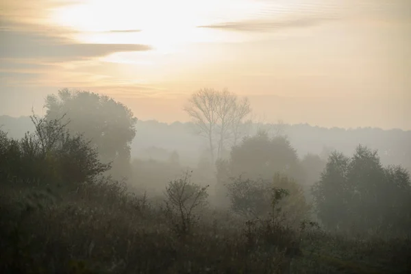 Brouillard matinal dense dans les bois d'été près de l'étang — Photo