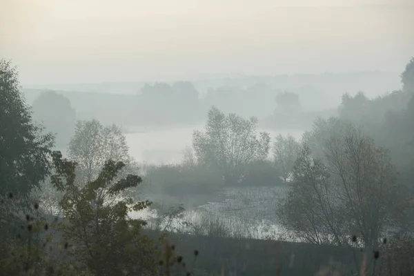 Густой утренний туман скрывает лес — стоковое фото