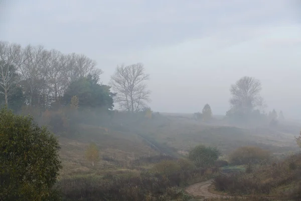 Erdei úton a reggeli köd — Stock Fotó