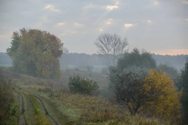 Δασικό δρόμο στην πρωινή ομίχλη — Φωτογραφία Αρχείου