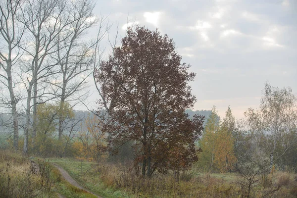 Tjocka morgondimma döljer skogen — Stockfoto