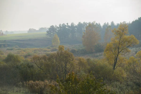 Reggel sűrű köd elrejti az erdő — Stock Fotó