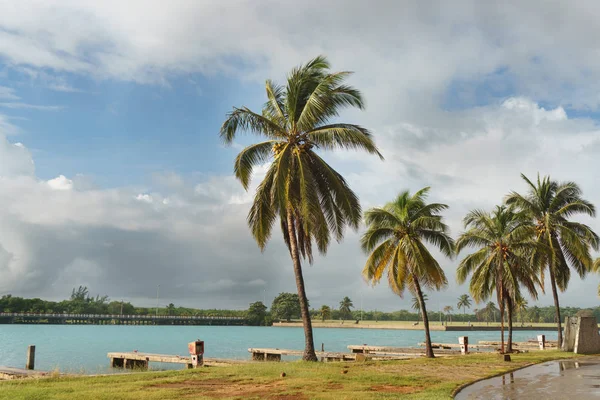 Prachtig uitzicht van de palmboom, Cuba — Stockfoto