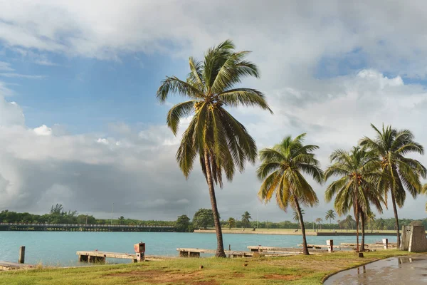 Bella vista sulla palma, Cuba — Foto Stock