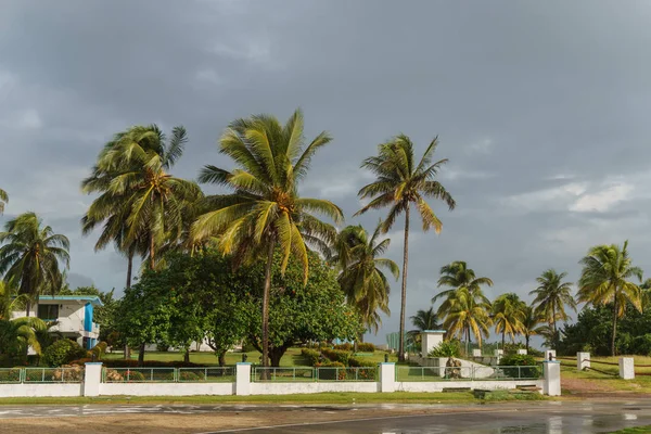 Prachtig uitzicht van de palmboom, Cuba — Stockfoto