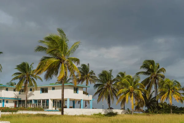 Belle vue sur le palmier, Cuba — Photo