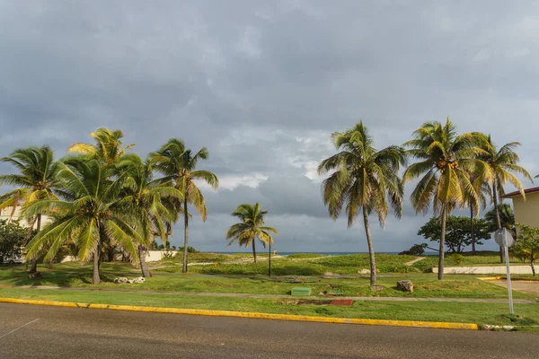 Prachtig uitzicht van de palmboom, Cuba — Stockfoto