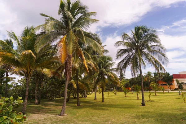 Pálmafák, a fű zöld és a kék. Varadero, Kuba — Stock Fotó