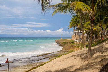 güzel Küba plaj Varadero ağaçta