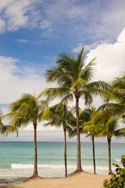 Varadero의 아름 다운 쿠바 해변에 나무 — 스톡 사진