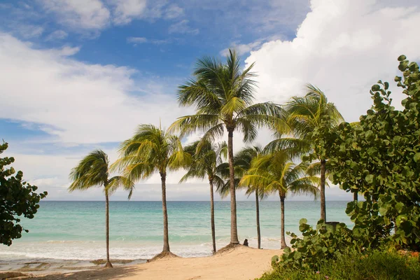 Bomen op het prachtige strand van Varadero Cubaanse — Stockfoto