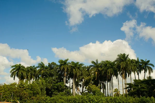 树上美丽的古巴巴拉德罗海滩 — 图库照片