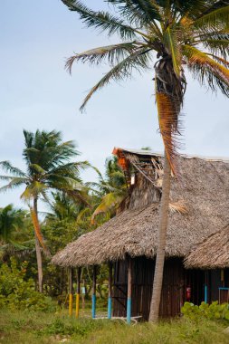 güzel Küba plaj Varadero ağaçta