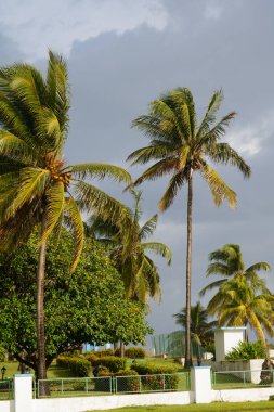 güzel Küba plaj Varadero ağaçta