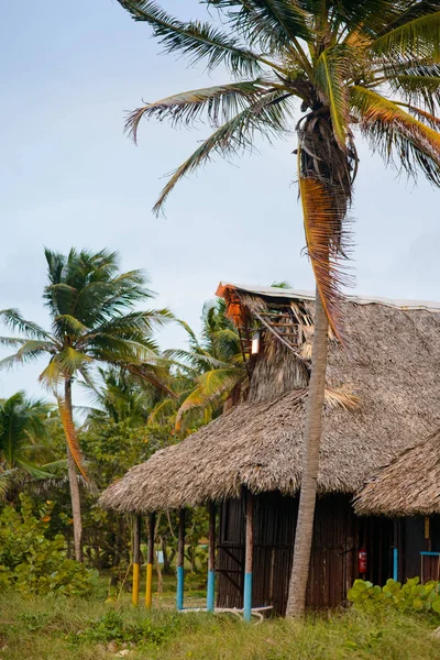 Drzewa na piękne kubański plaży Varadero — Zdjęcie stockowe