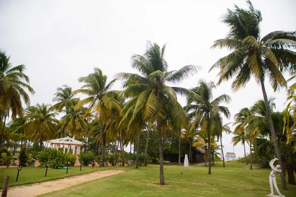 Δέντρα για την όμορφη Κούβας παραλία του Βαραδέρο — Φωτογραφία Αρχείου