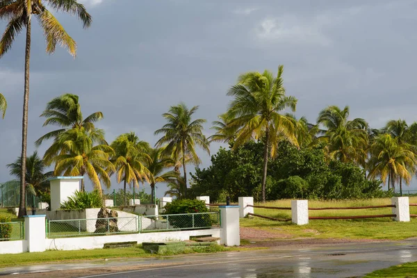 Δέντρα για την όμορφη Κούβας παραλία του Βαραδέρο — Φωτογραφία Αρχείου