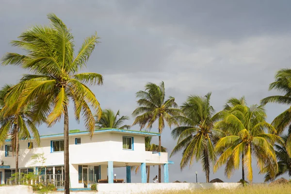 Bomen op het prachtige strand van Varadero Cubaanse — Stockfoto