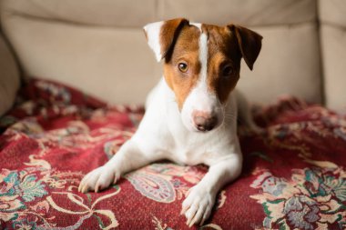 Jack Russell Terrier, kanepede yalan.
