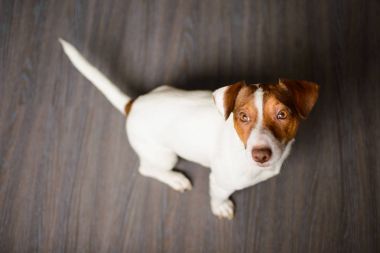 Karanlık bir yere oturmak Jack Russell Terrier köpek yavrusu