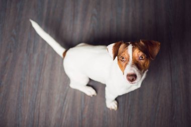 Karanlık bir yere oturmak Jack Russell Terrier köpek yavrusu