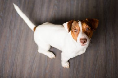 Karanlık bir yere oturmak Jack Russell Terrier köpek yavrusu