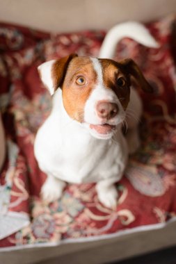 Jack Russell Terrier, kanepede yalan.