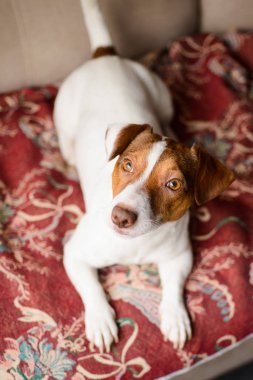 Jack Russell Terrier, kanepede yalan.