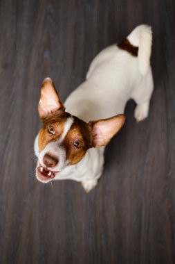 Karanlık bir yere oturmak Jack Russell Terrier köpek yavrusu