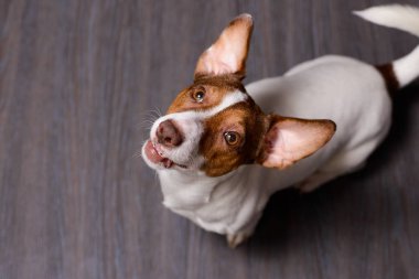 Karanlık bir yere oturmak Jack Russell Terrier köpek yavrusu