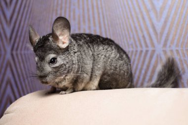 Chinchilla kanepede bir kafeste oturur