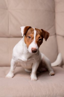 Jack Russell Terrier kanepede yalan
