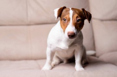 Jack Russell Terrier kanepede yalan