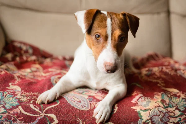 Jack Russell Terrier, deitado no sofá . — Fotografia de Stock