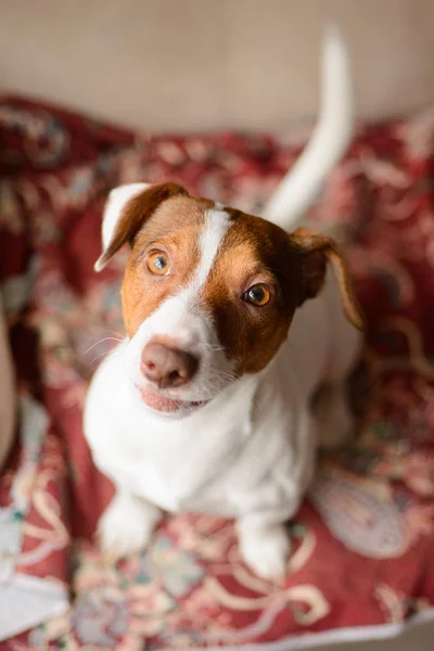 Jack Russell Terrier, deitado no sofá . — Fotografia de Stock