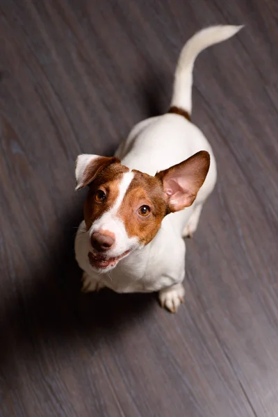 暗い床の上に座っているジャック ・ ラッセル ・ テリア子犬 — ストック写真