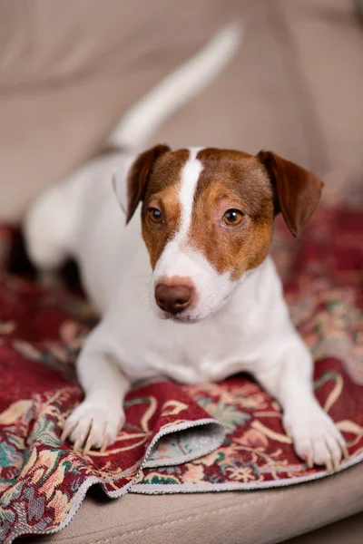 Jack Russell Terrier, deitado no sofá . — Fotografia de Stock