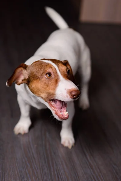 暗い床の上に座っているジャック ・ ラッセル ・ テリア子犬 — ストック写真