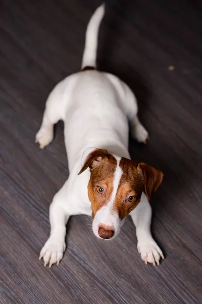 Jack Russell Terrier cachorro sentado em um chão escuro — Fotografia de Stock